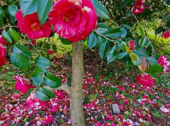 La Casa Delle Camelie Stresa