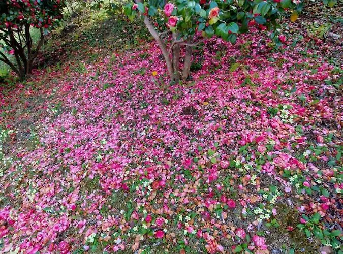 La Casa Delle Camelie *