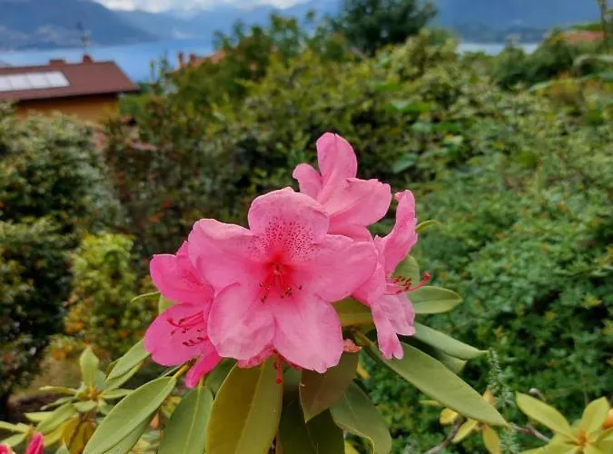 La Casa Delle Camelie Hébergement de vacances